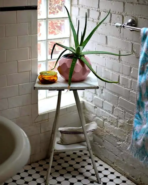 Aloe Vera for Bathroom Decor