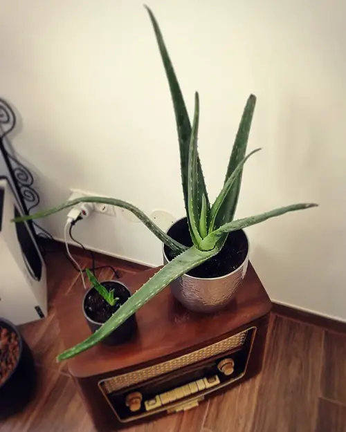 Aloe on Vintage Radio