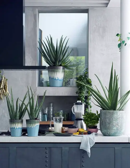 Aloe Vera Arrangement in a Modern Kitchen