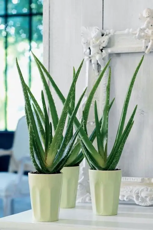 Aloe vera Trio's Tale! Indoor Decor Ideas 25