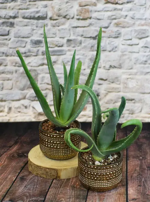 Aloe Vera Plants in Decorative Pots