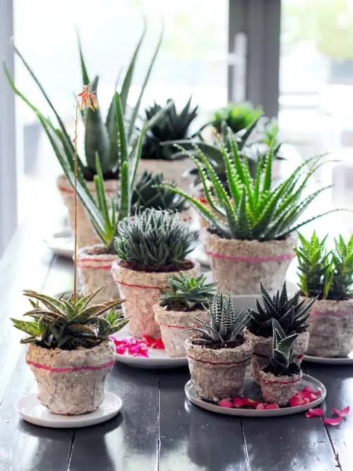Aloe Amid an Indoor Succulent Garden