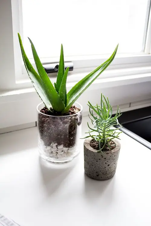 Aloe in a Transparent Jar