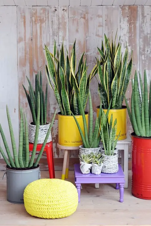 Aloe with Snake Plants indoor ideas