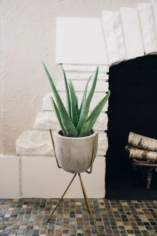 aloe vera Standing Tall on a Plant Stand 