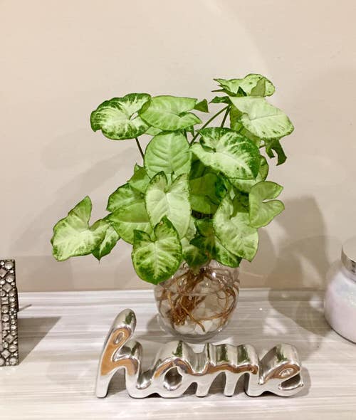 Growing Arrowhead Plant in Water