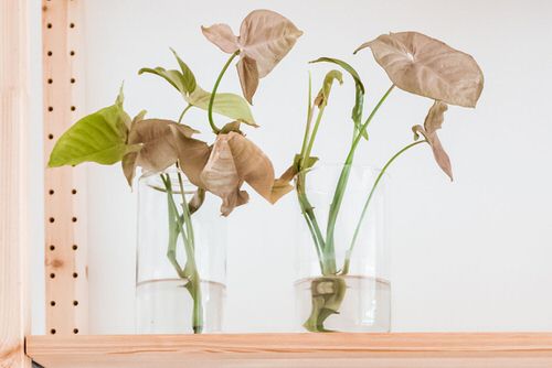 Growing Arrowhead Plant in Water 2