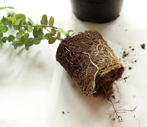 Growing Eucalyptus Indoors 2