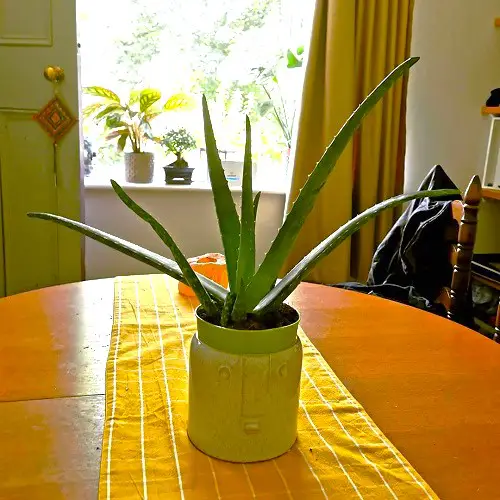 Aloe vera In a Face-Shaped Planter