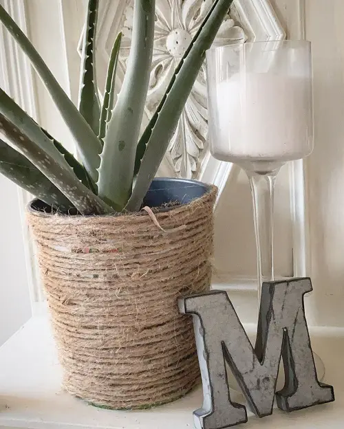 aloe vera In a Rope Wrapped Basket