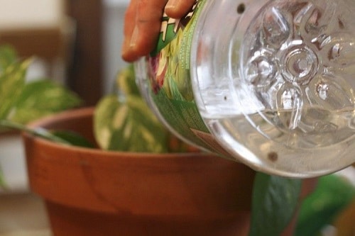 Benefits of Using Leftover Pasta Water on Plants