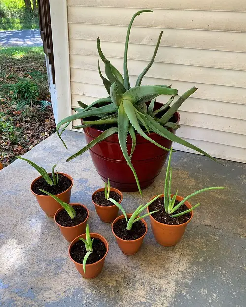 Multiplying Aloes indoor-decor-ideas 9