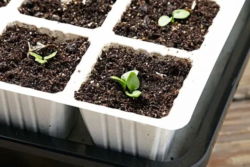 Growing Gerbera Daisy from Cuttings 2