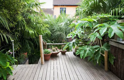 Small Tropical Garden