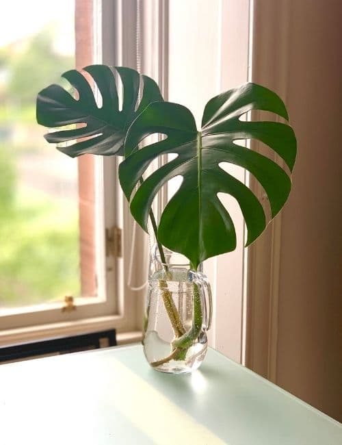 Swiss Cheese Plant cutting in glass jar