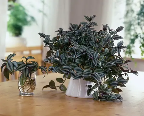indoor Inch Plant on table