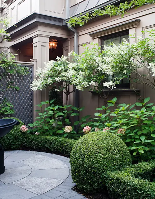 White Blooms and Hedge in city garden