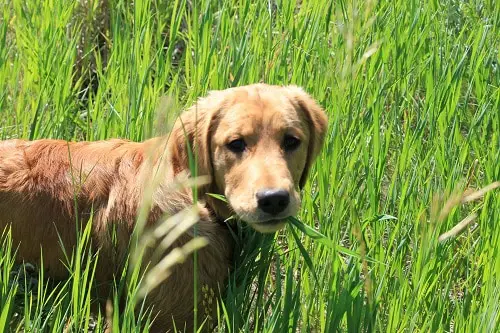 Plants that Dogs Love to Eat 5
