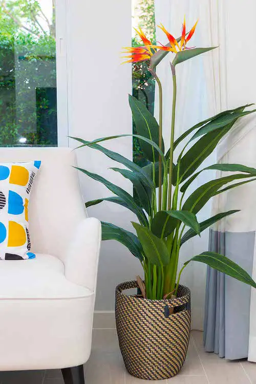 Bird of Paradise Types You Can Grow Indoors