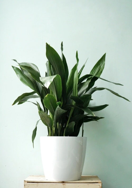Indoor Plants for North Facing Window
