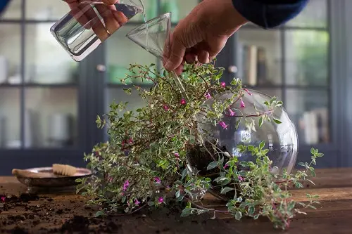 Signs of Unhappy Houseplants