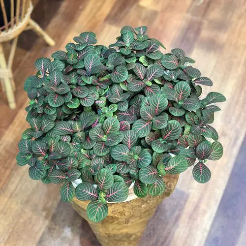 Most Beautiful Fittonias 