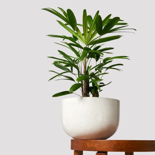 Best Dwarf Palms