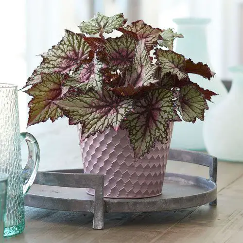 Bronze Leaf Houseplants