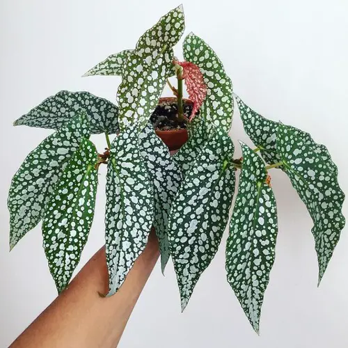 Variegated Forms of the Most Common Indoor Plants