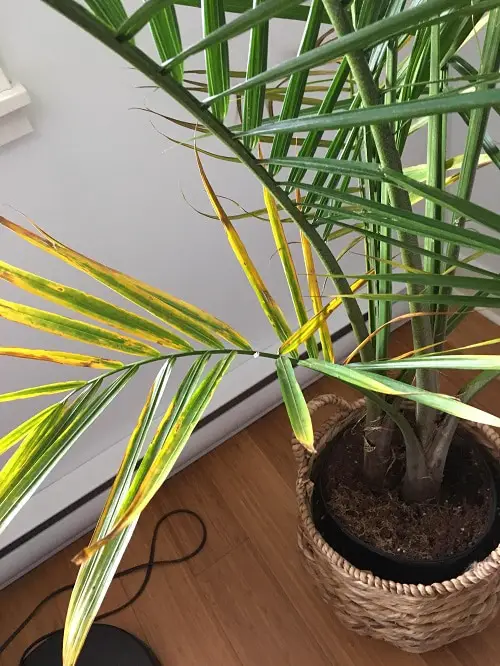 Leaf's Tip Turning Yellow and Brown