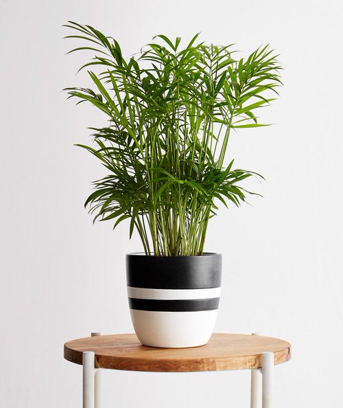 Indoor Plants for North Facing Window 6