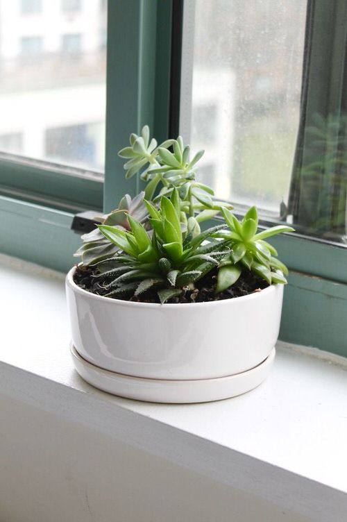 Shallow White Dish