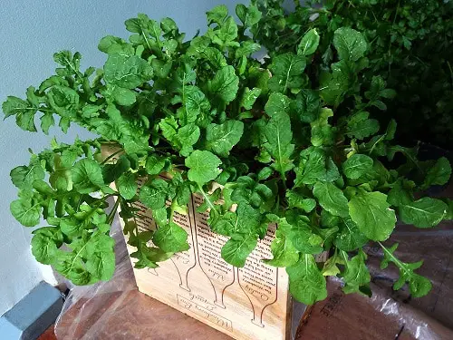 Growing an Indoor Pizza Garden 6