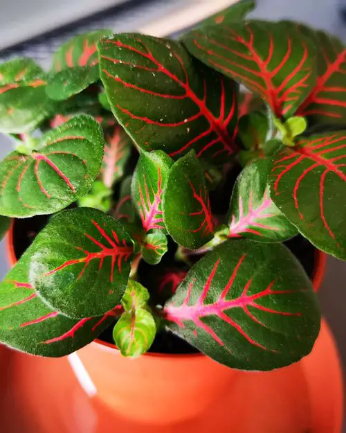 lovely Most Beautiful Fittonias 
