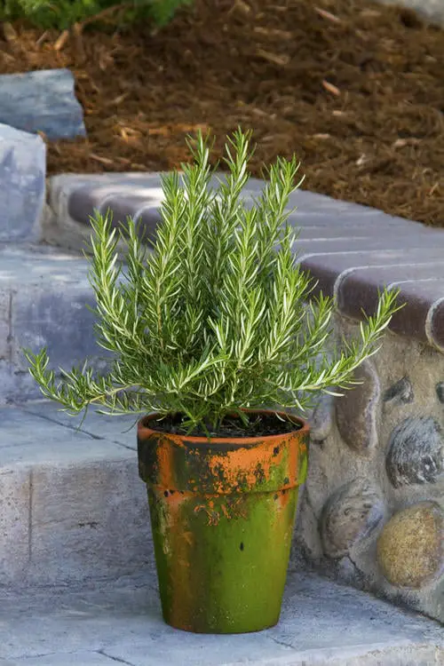 Bug Repellant Plants 6