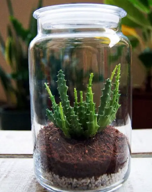 Indoor Plants You Can Grow in Glass Jars and Bottles 3