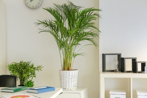 Décor Ideas with Indoor Palms 6