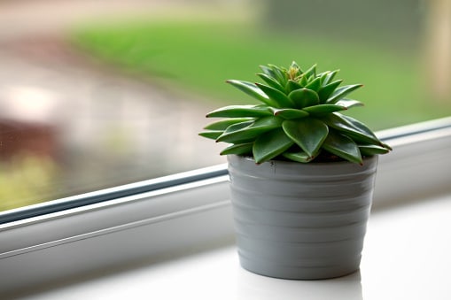 Succulent Windowsill Ideas A Tin Can!