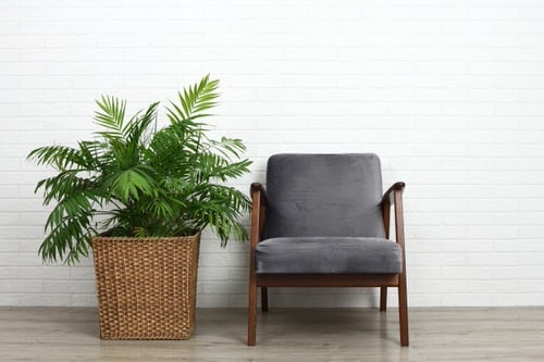 Pin Worthy Houseplant Pictures 13