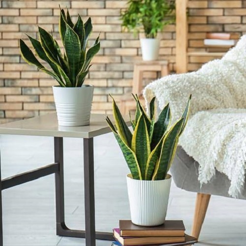 Stunning Snake Plant decor