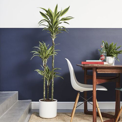 Best Tall Houseplants with Patterns 7