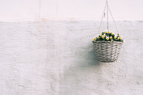Unique Indoor Plants in Hanging Baskets 7
