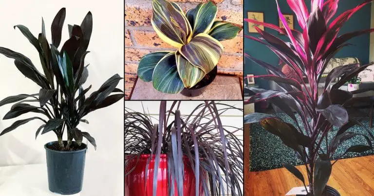 14 Beautiful Indoor Cordyline Varieties | Ti Plant Types 14 Beautiful Indoor Cordyline Varieties | Ti Plant Types