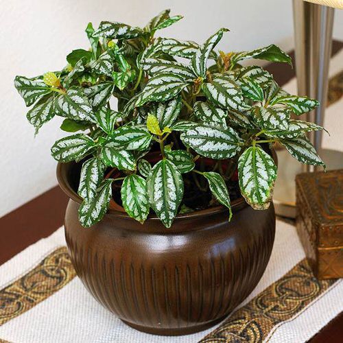 Window Facing Indoor Plant 14
