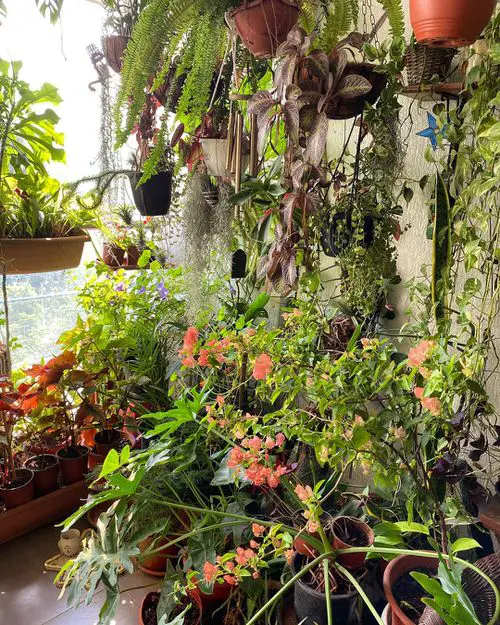 Top Balcony Gardens of November 2020 on Instagram 6