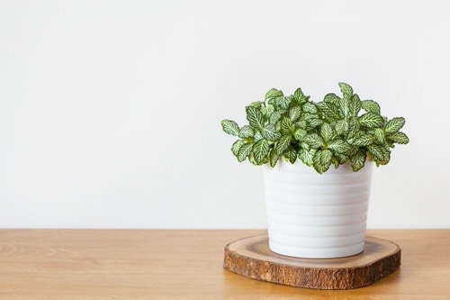 Indoor Plants for North Facing Window 8