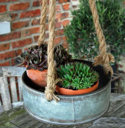 Succulents on Jute Robe