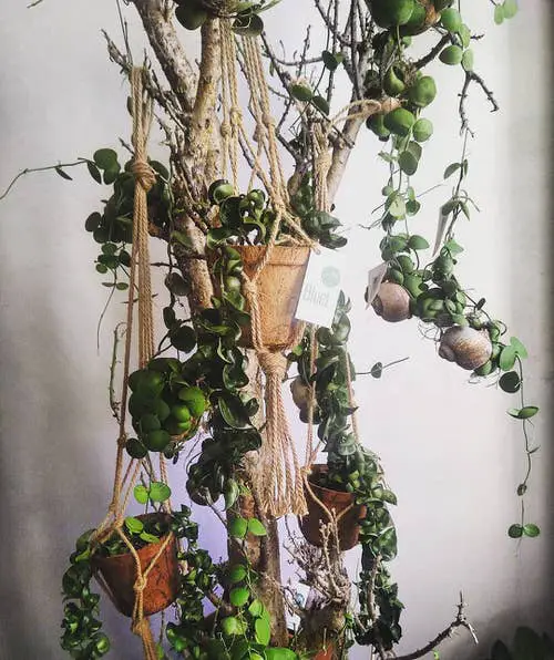 Hanging Strings Plant Ideas A Hanging Jungle