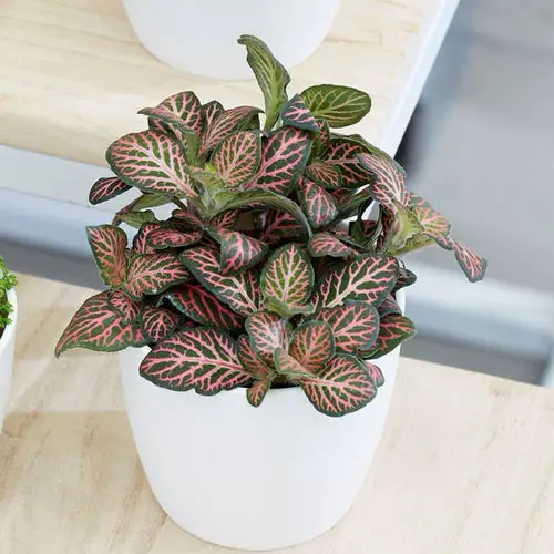 Beautiful Fittonias indoor