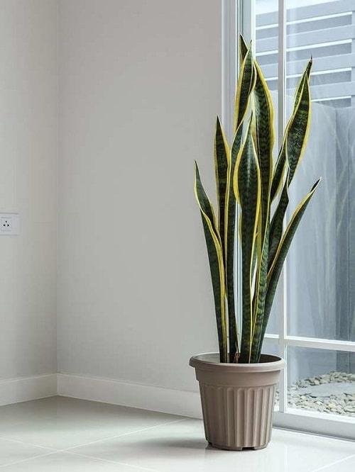 Snake Plant in a Corner 1